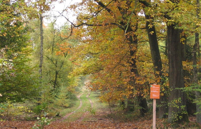 Forest-edge Villa With Sauna - Foto 22