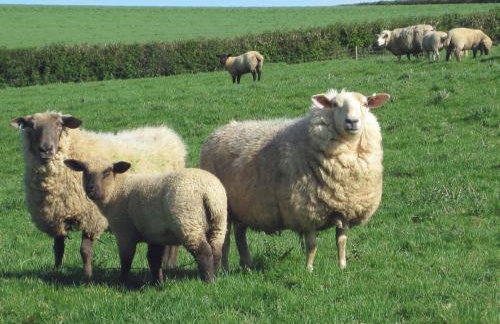 Haye Barton Farm - Foto 19