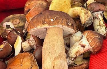 Ptasi Zakątek - Foto 23