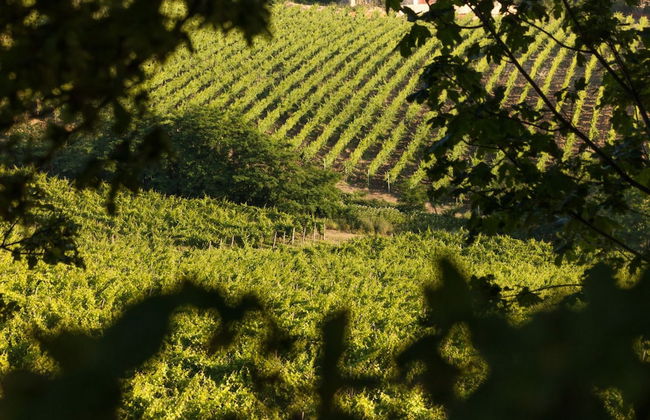 La Tenuta La Meirana - Photo 19