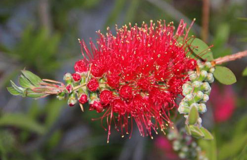 Studio Apartments Andrijana - Foto 26