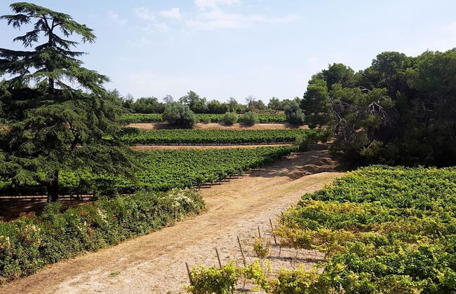 Chateau Saint Martin de Graves - Foto 50