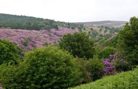 Moonfleat - Photo 21