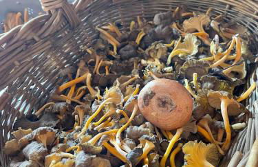 Ulldemolins Niuet - Foto 39