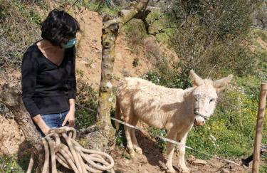 MASIA CAN SUNYER AGROTURISMO - Foto 4