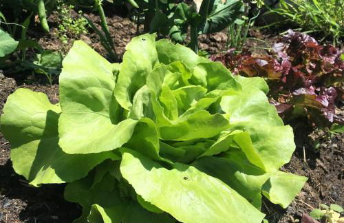 La Galayca - Foto 22