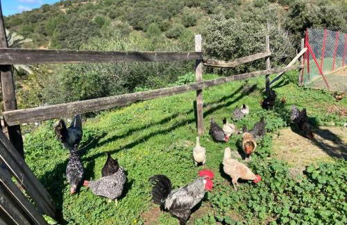 Casa Rural Los Menestrales - Foto 41