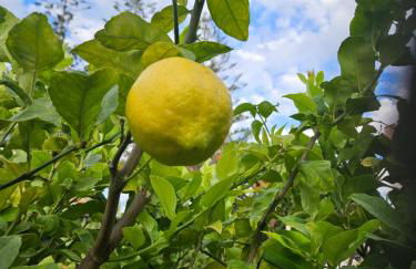 Villa With Jacuzzi and Panoramic Views in Prestigious El Rosario, Marbella - Foto 27