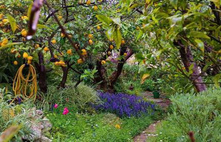 Olive Lemon Biophilic House & Lush Forest Garden - Foto 25