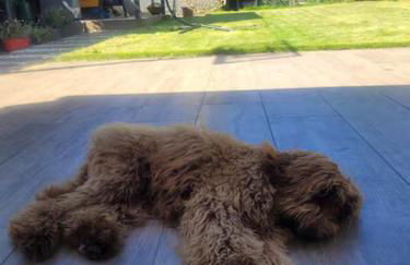 Open Mind Property - Escape to the New Forest Edge - Foto 19