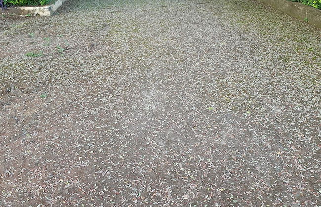 Captivating 3-bed House in Moshi Town - Foto 14