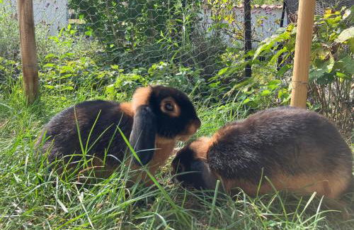 Iflands Hof - Foto 42