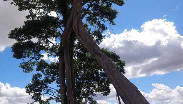 Árboles de la zona de Braçadeira