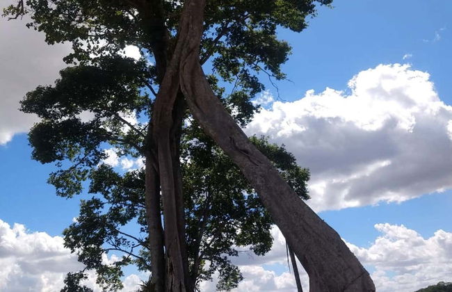 Excursión a Chã Preta y Serra Lisa - Foto 5