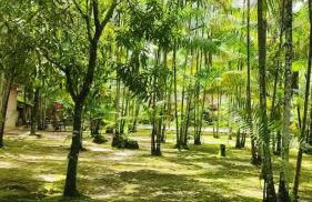 Chácara Bela Vista - Photo 52