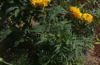 Studio apartman Fjaka - Foto 12