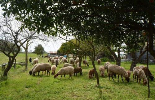 Agriturismo Terra Di Elea azienda agricola di Raimondo MIchela - Foto 41