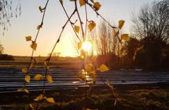 Ferienwohnung Thees - Foto 18