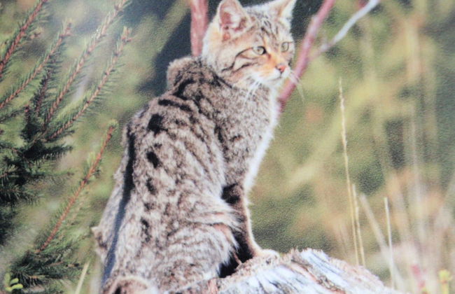 Apartment in Champlon Ardenne - Photo 37