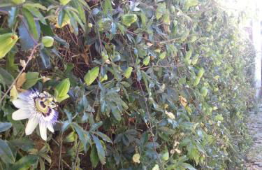 O Ze Ja Dormiu Aqui - Foto 52