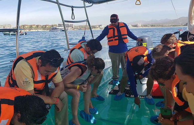 Balade en bateau transparent à Los Cabos - Photo 5