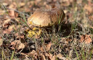 Wichrowa chata - Foto 18