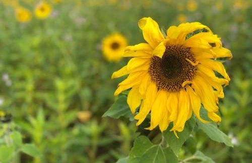 Ferienwohnung Sonnenblick - Foto 22