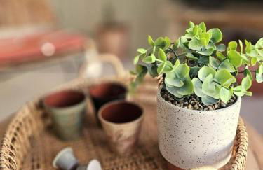 Genas Azieu - Le Chalet, La Bastide, Le Loft, Le Mas et la Paillote - Foto 16