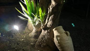 L'abete - Foto 3, Garden