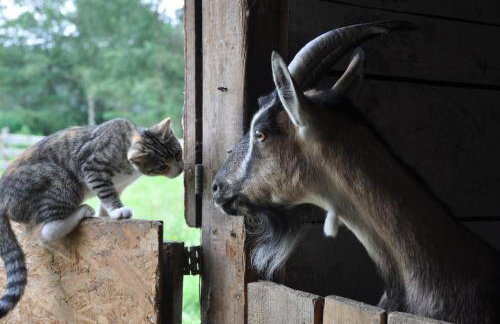 Wiejski Dom - Foto 17