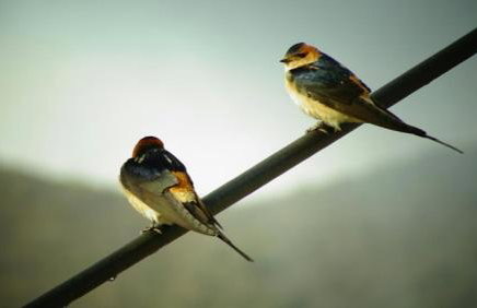 Βίτσα Πετρόκτιστο Αρχοντικό "Ιόλη" με θέα Ζαγόρι - Foto 73