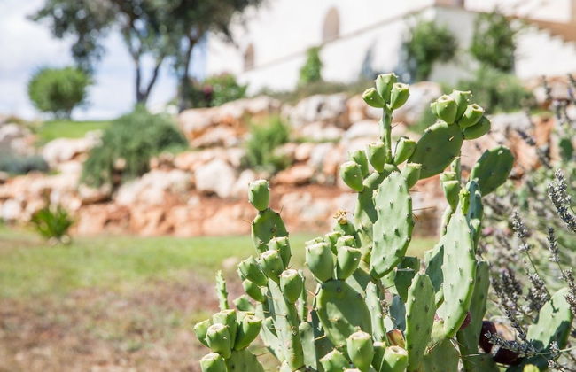 Azienda Agricola Spirdo - Foto 34