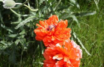 Romantik Landhaus - Foto 18