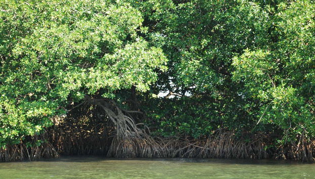 Mangroves à Boca del Cielo