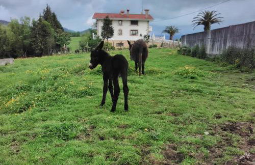 Agroturismo Pagoederraga - Foto 74