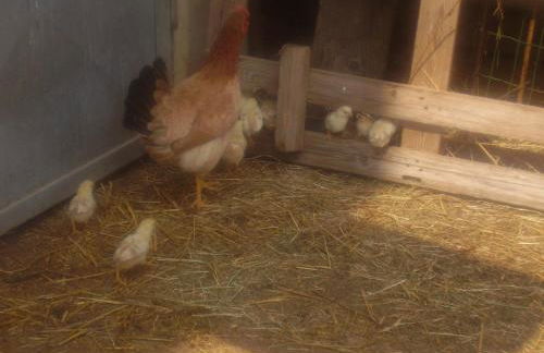 Agriturismo La Dimora Del Contadino - Photo 64