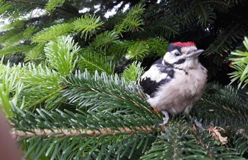 Komfort 4 Sterne Wohnung " Flut " für 4 Erw Kleinkind in Ostfriesland - Photo 6