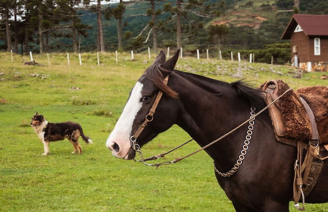 Recanto das Águas - Urubici - SC - Foto 19