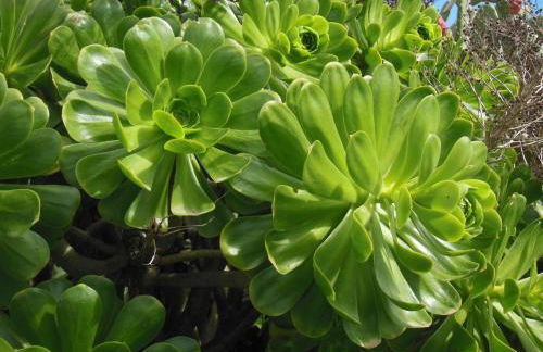 Casa Rural Aborigen Bimbache - Foto 52