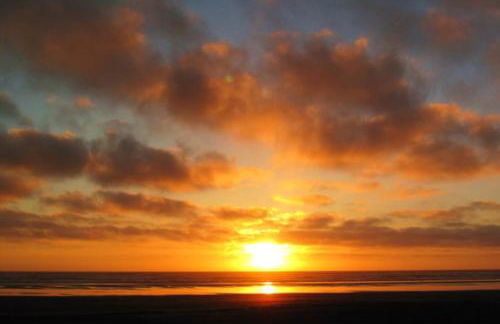 Sea Scallop - Foto 20