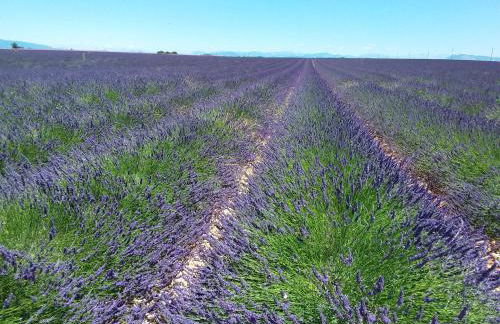 Au pays de la lavande... - Photo 19