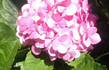 Casa da Madalena do Mar - Foto 17