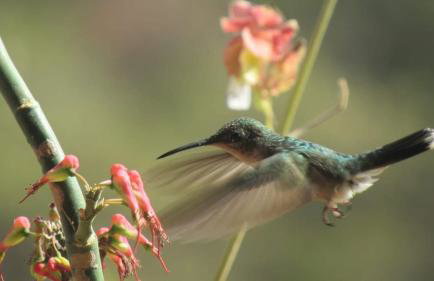 Chácara Recanto Vista Verde - 20 minutos do Plano Piloto - Foto 62