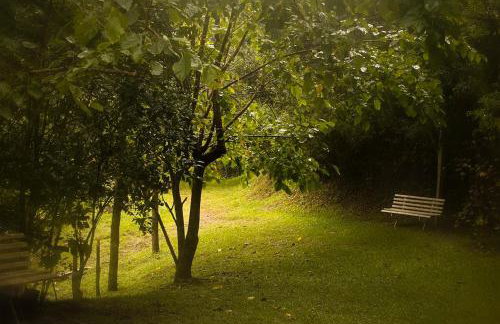 Alugo minha casa na floresta! - Foto 1