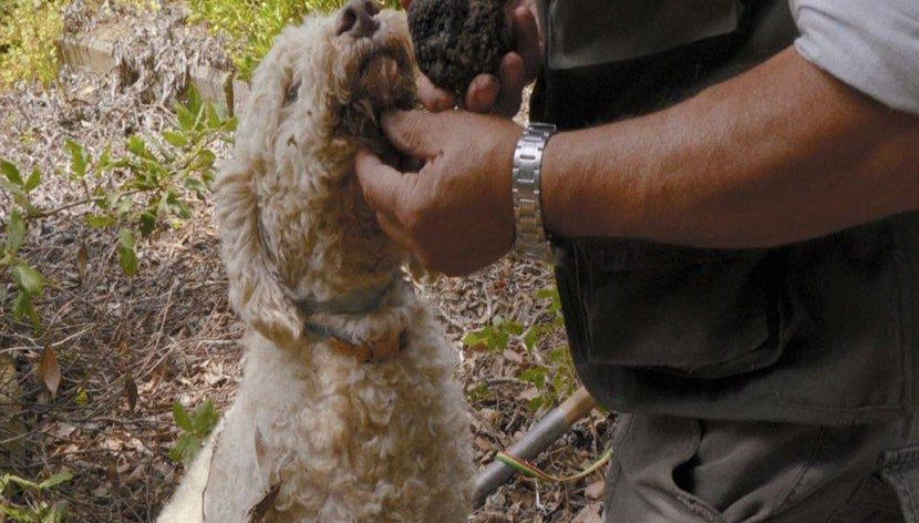 Caccia al Tartufo nel Cuore della Toscana - Tour - Foto 3