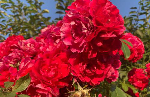 Toskania Kociewska - Photo 34