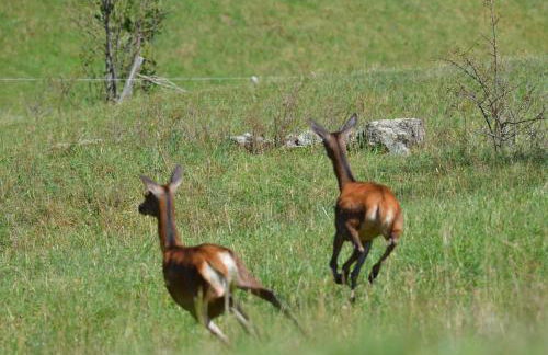 Chalet Rouge Sorbier - Foto 6