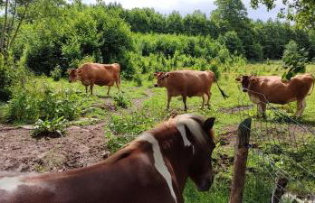 Agroturystyka Zielony Domek - Apartament na wyłączność, slow life, staw, oswojone zwierzęta gospodarskie, posiłki z własnych eko produktów - Foto 43