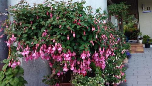 Obere Ferienwohnung Asshoff zwischen Odenwald, Taubertal und Bauland - Foto 3