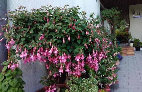 Obere Ferienwohnung Asshoff zwischen Odenwald, Taubertal und Bauland - Foto 3